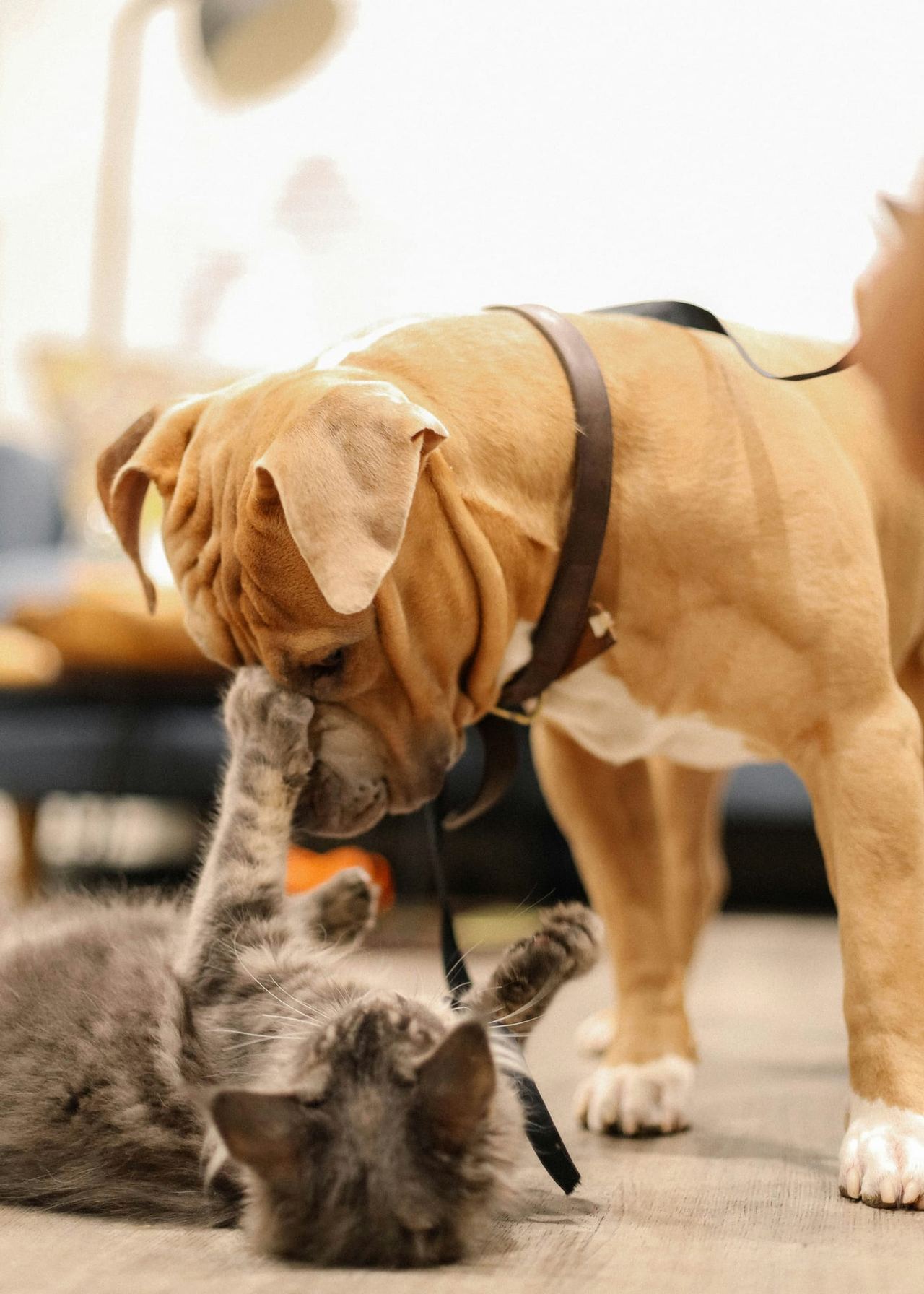 Hund und Kitten spielen miteinander