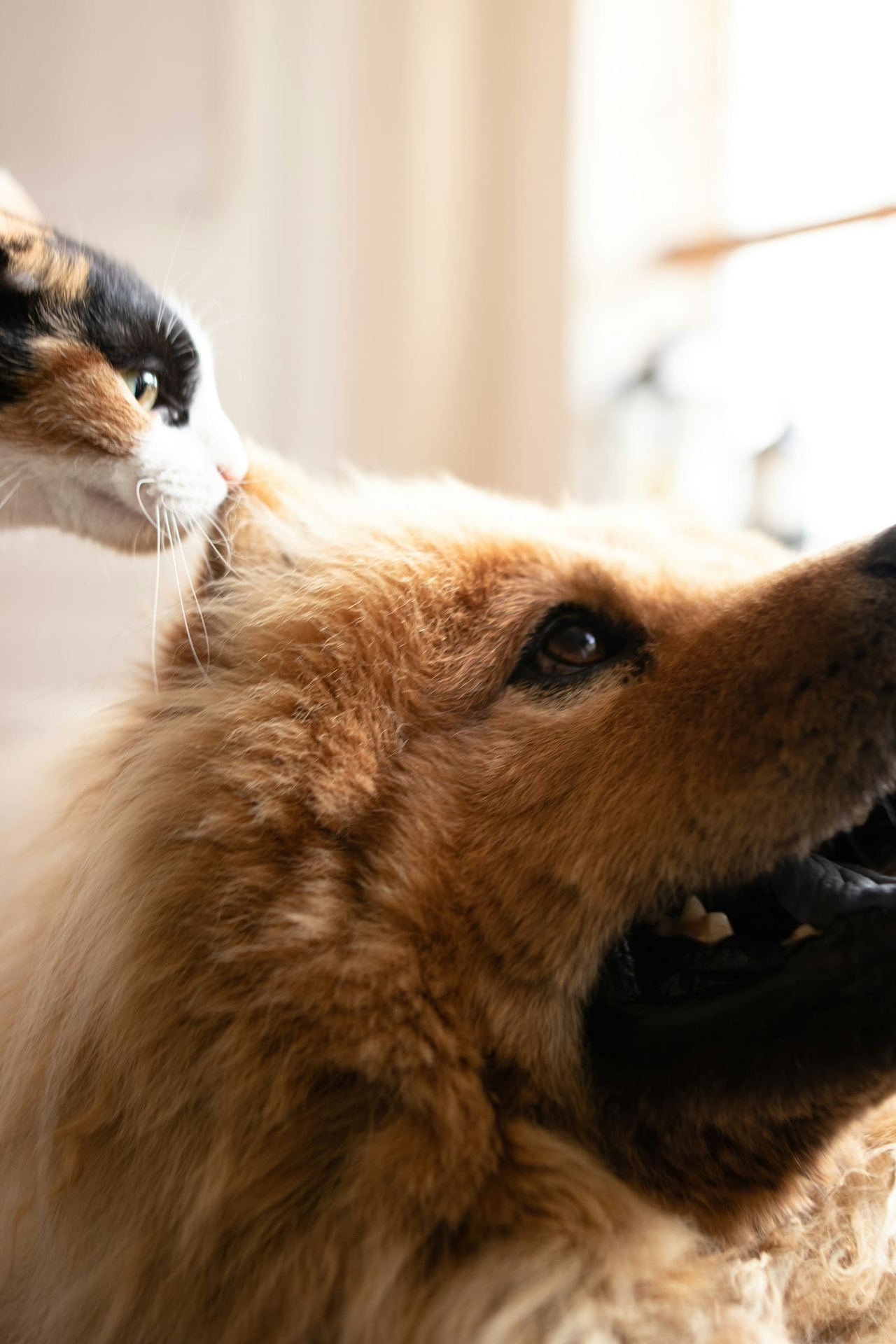 Hund und Katze schmiegen sich aneinander