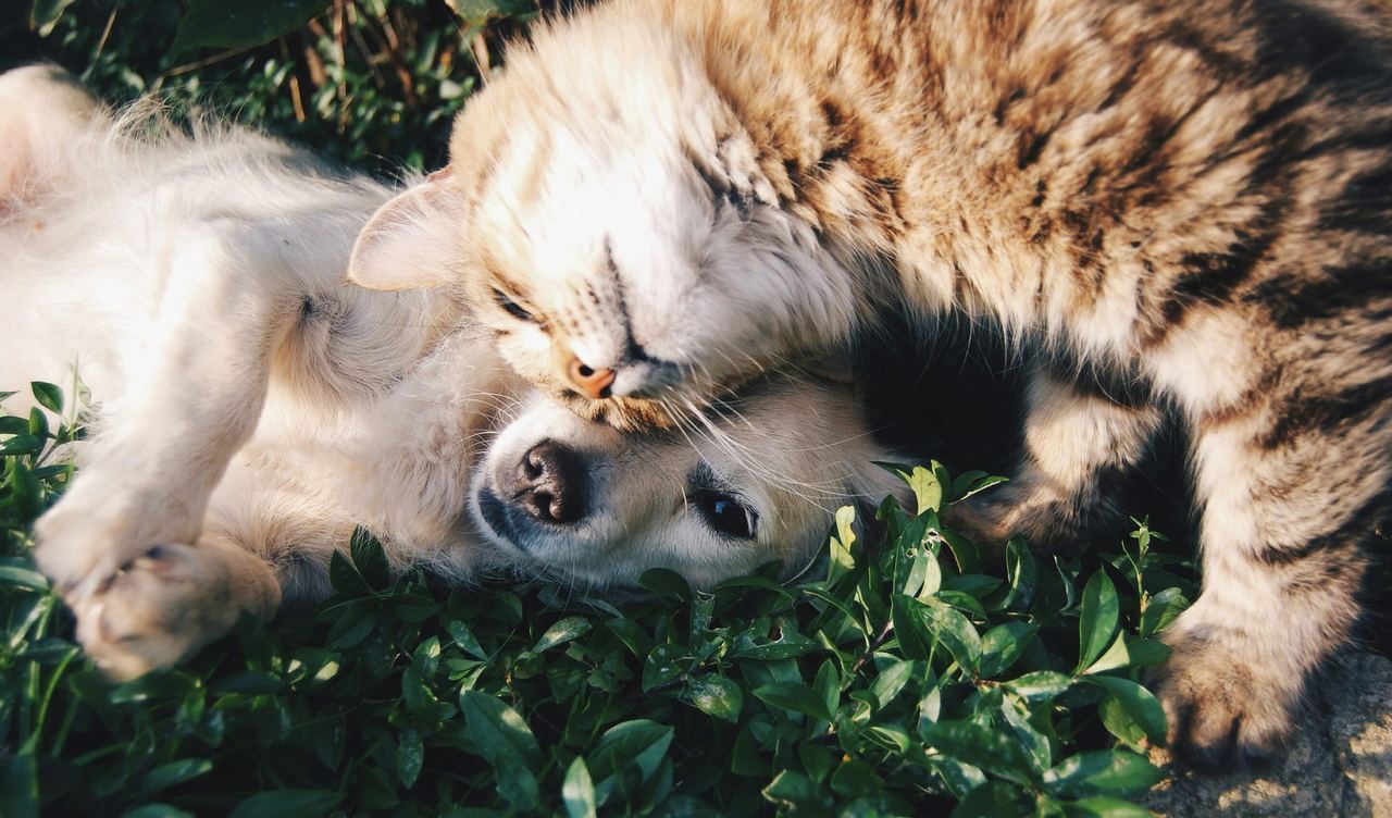 Hund und Katze liegen eng aneinandergeschmiegt im Grünen