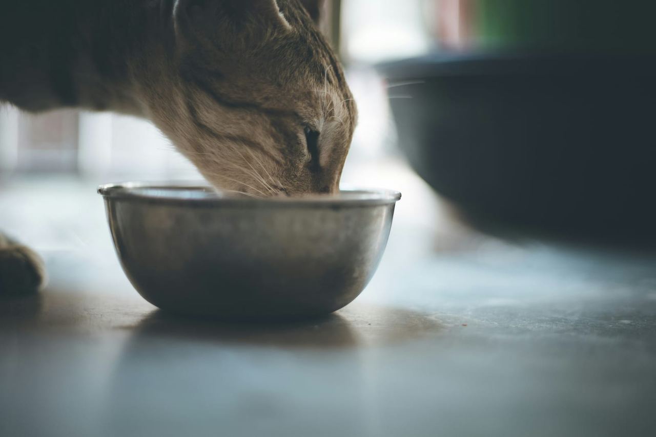Hund am Futternapf